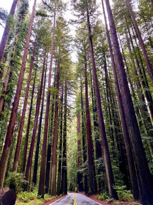 Avenue Of The Giants Pepperwood Place Miranda Exteriör bild